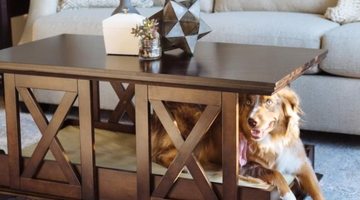 10 Tips to Make Your House Pet-Friendly