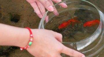 Tips to Keep Your Fish Safe and Sound during Relocation