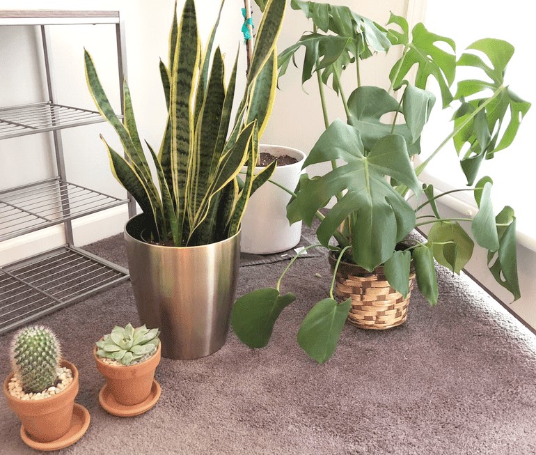 How to take a garden with you