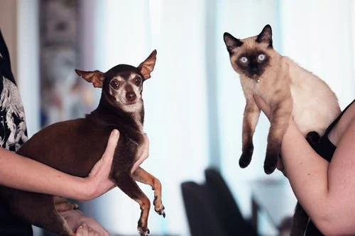 tips for moving with pets