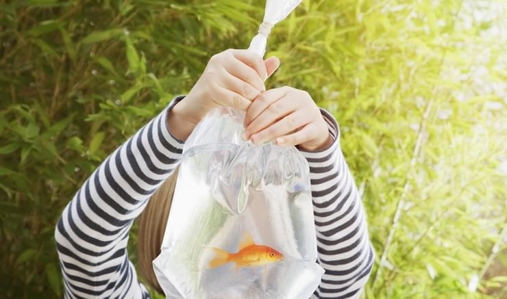 Tips to Keep Your Fish Safe and Sound during Relocation